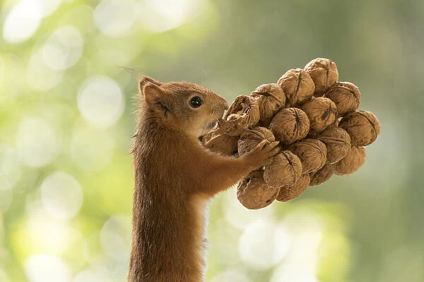 Red Squirrel holding a couple of walnuts