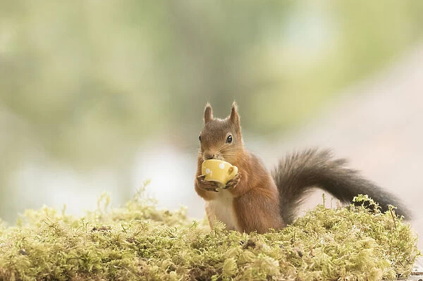 Red Squirrel is holding a cup