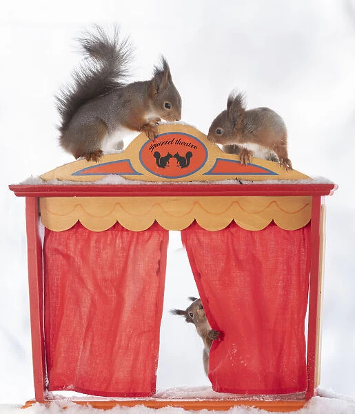 red squirrel holding a curtain of a theatre