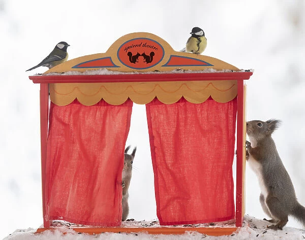 red squirrel holding a curtain of a theatre with tits above