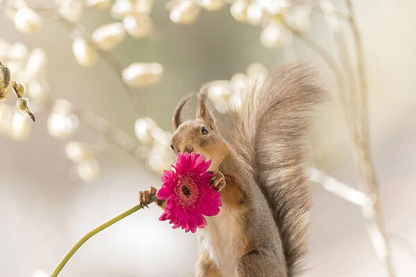 Red Squirrel is holding a daisy