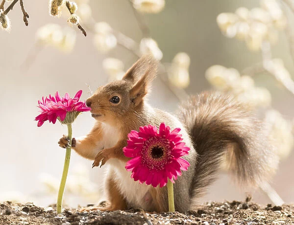 Red Squirrel is holding a daisy