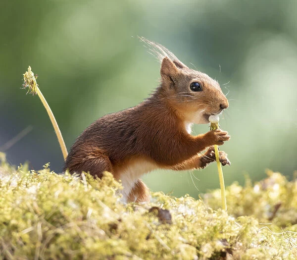 red squirrel holding an dandelion stem with seeds