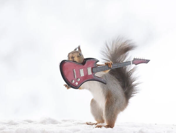 red squirrel holding an electric guitar