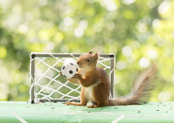 Red Squirrel is holding a football