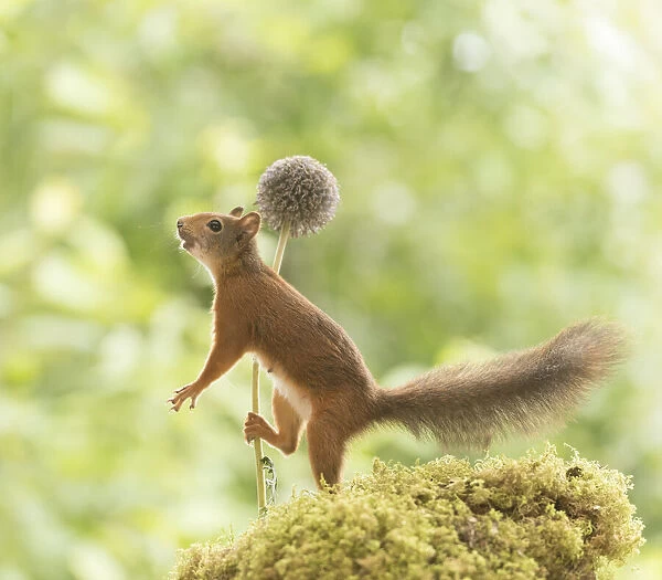 Red Squirrel holding a globe thistle