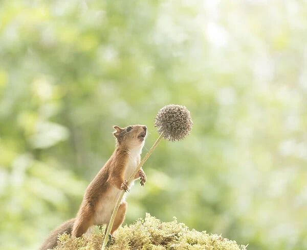 Red Squirrel holding a globe thistle