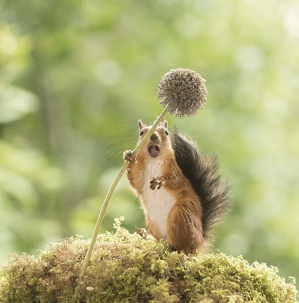 Red Squirrel holding a globe thistle with open mouth