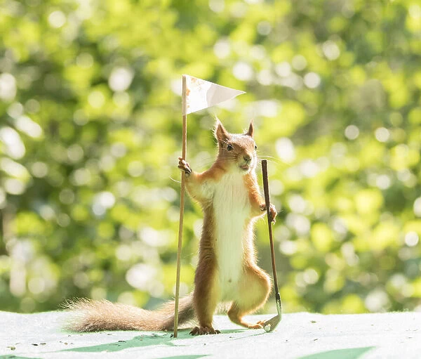 red squirrel holding a Golf bag and club