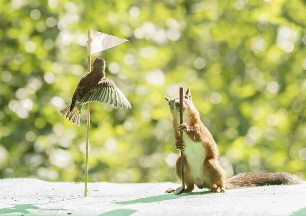 red squirrel holding a Golf club with greenfinch on a flag