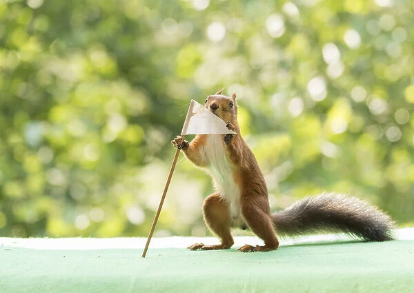 Red Squirrel holding a golf flag