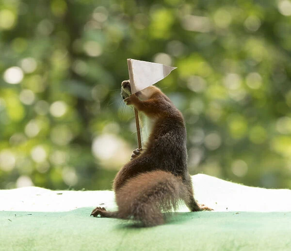 Red Squirrel holding a golf flag