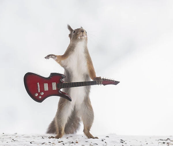 red squirrel holding a guitar looking up