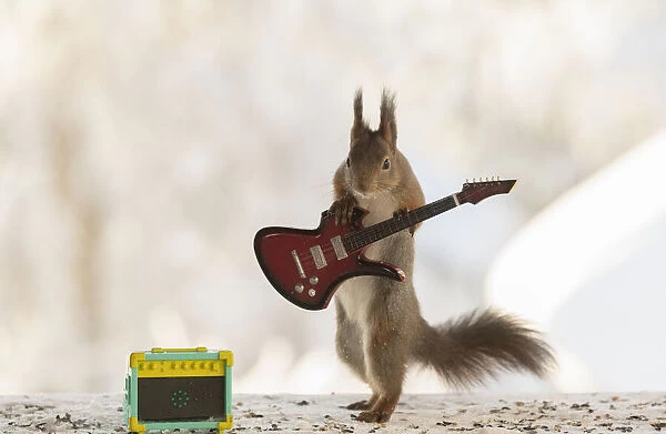 red squirrel holding a guitar looking at the viewer