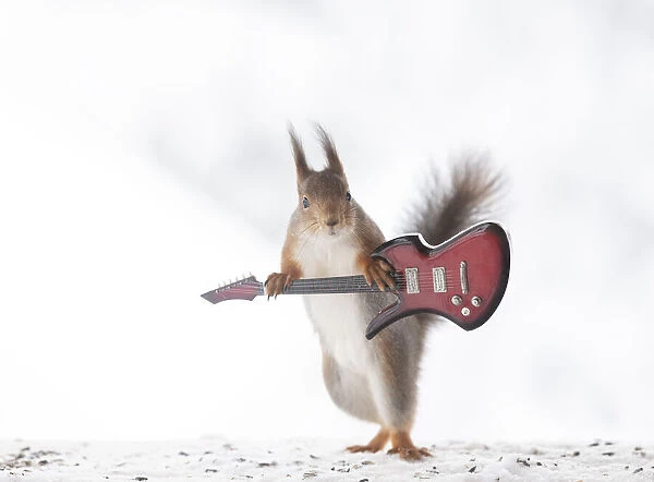 red squirrel is holding an guitar looking at the viewer Date: 07-02-2021