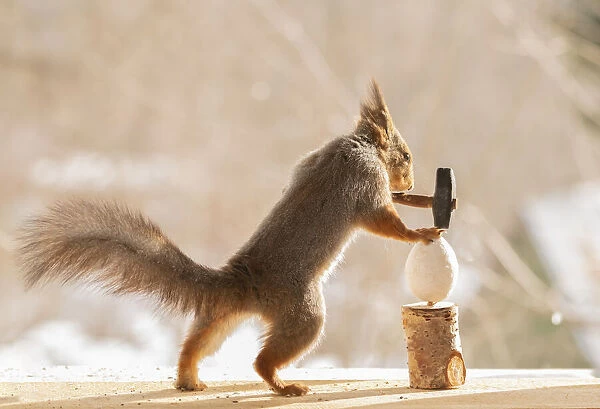 Red Squirrel holding an hammer with egg
