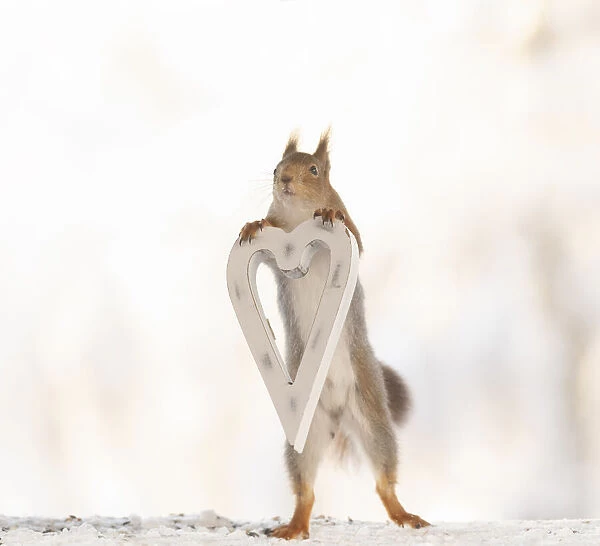 Red squirrel holding a heart