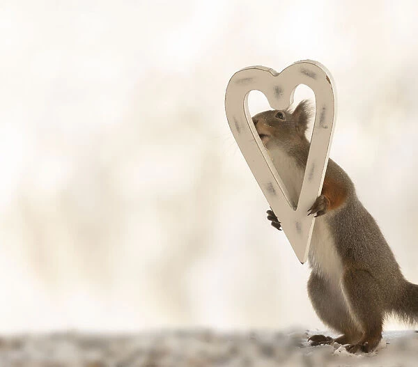 Red squirrel holding a heart
