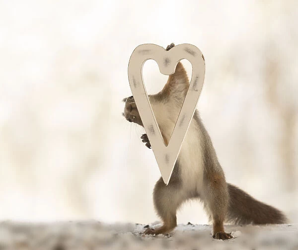 Red squirrel holding an heart