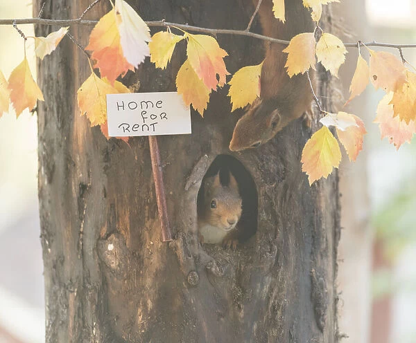 red Squirrel holding a home for rent sign