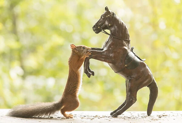 Red Squirrel holding an horse