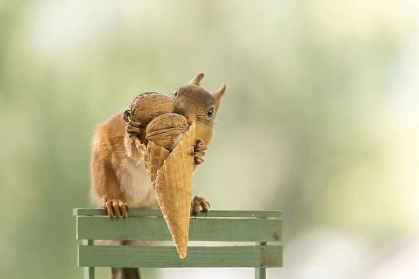 Red squirrel is holding a icecream