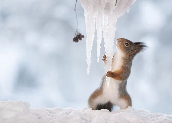 Red squirrel holding a icicle