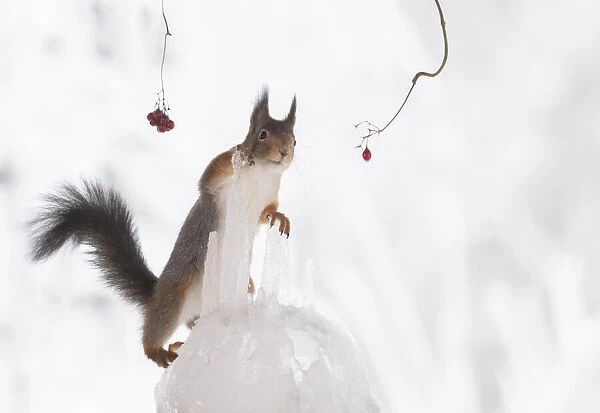 Red squirrel holding a icicle and looking away