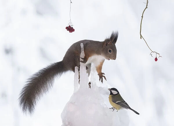 Red squirrel holding a icicle and looking at a titmouse