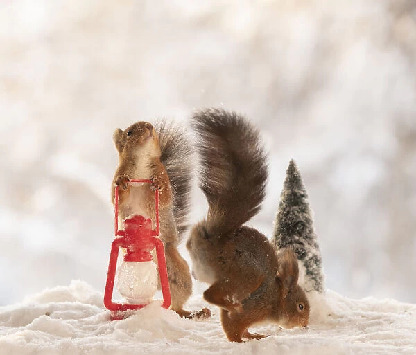Red squirrel holding a lantern in snow