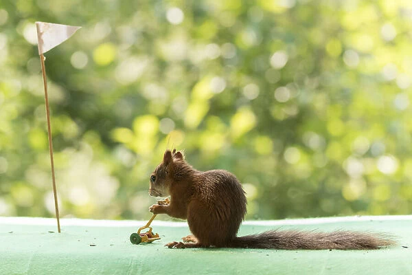Red Squirrel holding a lawn mower on a golf course