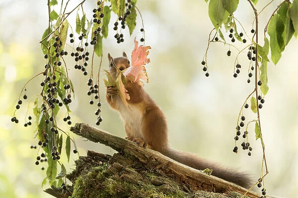 Red Squirrel holding a leaf