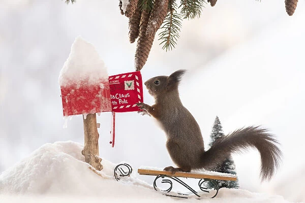red squirrel holding a letter in an letterbox on a sledge in snow