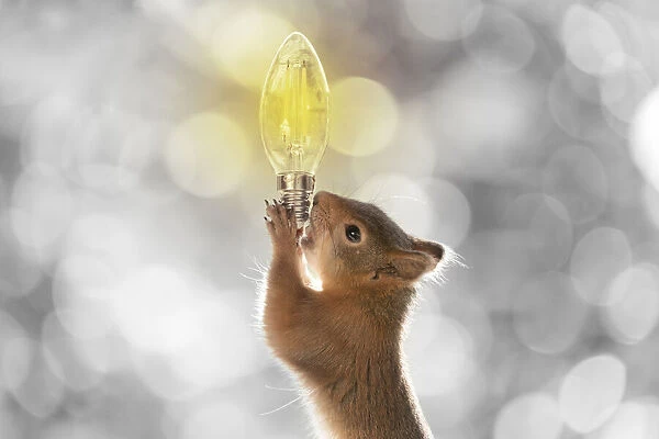 Red Squirrel is holding a light bulb