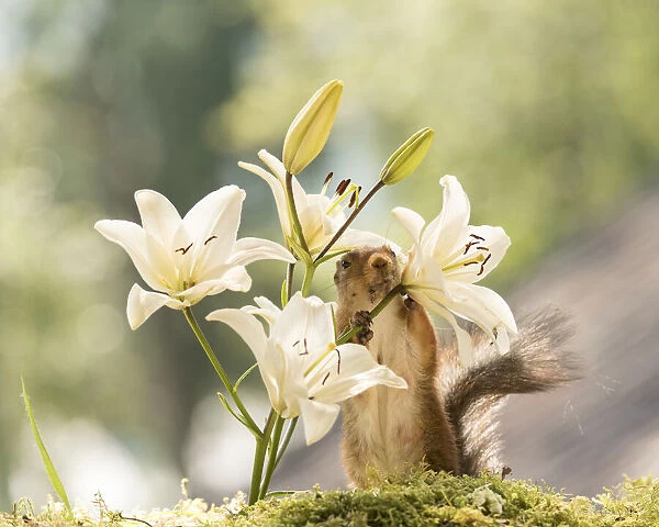 Red Squirrel holding lilium flowers