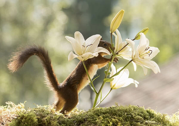 Red Squirrel holding lilium flowers