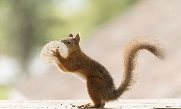 Red Squirrel is holding a mask before mouth