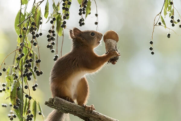 Red Squirrel holding a mushroom