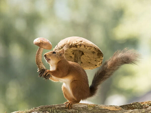 Red Squirrel holding a mushroom in the air
