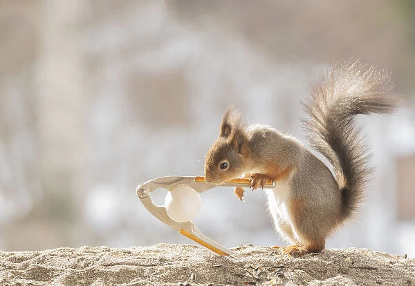 Red Squirrel holding a nutcracker with a egg