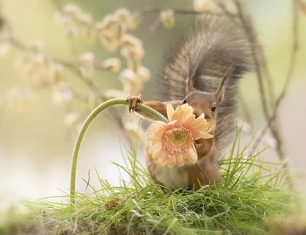 red squirrel is holding a orange daisy