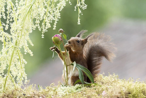 red squirrel holding a Peony bud under rhubarb flowers