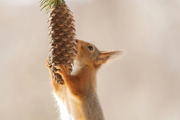 Red Squirrel holding a pinecone