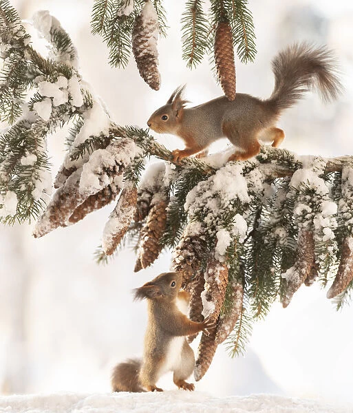 Red squirrel holding a pinecone and looking up at a squirrel on a branch