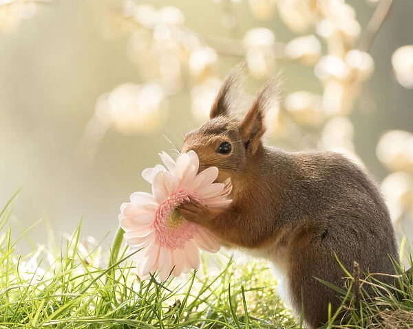 red squirrel is holding a pink daisy