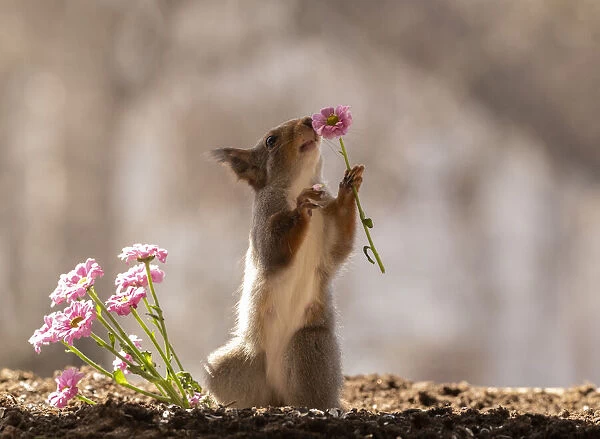 red squirrel holding an pink daisy