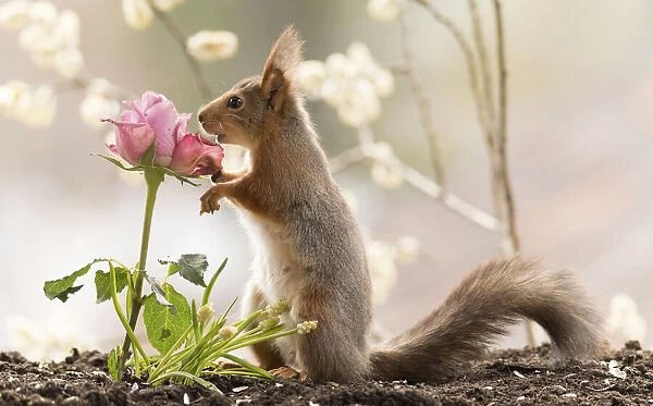 Red Squirrel holding a pink rose
