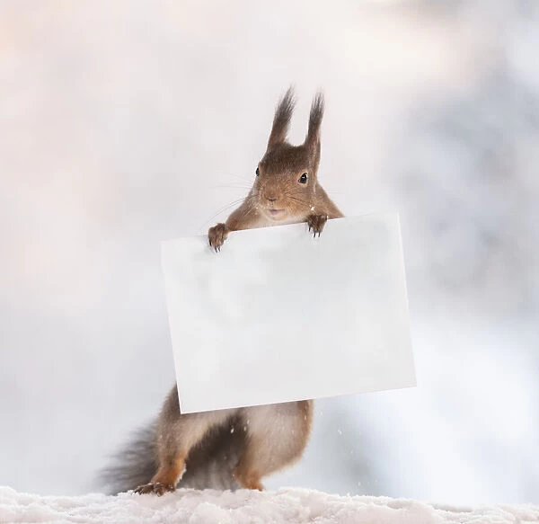 Red squirrel holding a postcard in snow