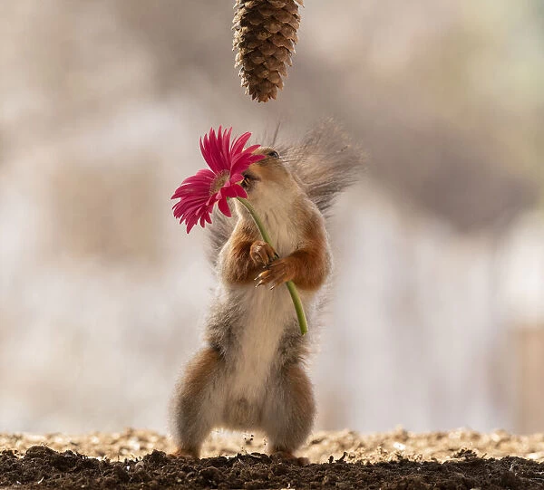 red squirrel holding a red daisy