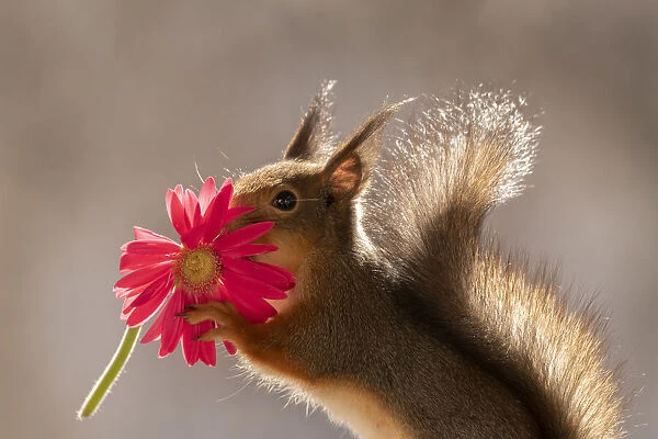 red squirrel holding an red daisy